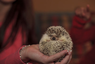 Close-up of hand holding hedgehog