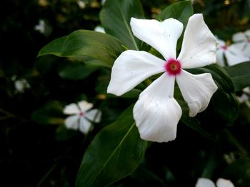 Close-up of white flowers blooming outdoors