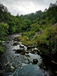 Scenic view of river stream in forest