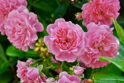 Close-up of pink roses