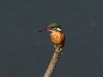 Close-up of bird perching on twig