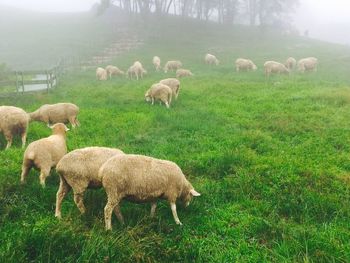 Sheep grazing on field