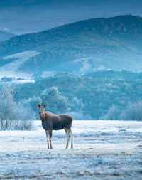 Horse standing on field