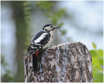 Close-up of bird perching on tree trunk