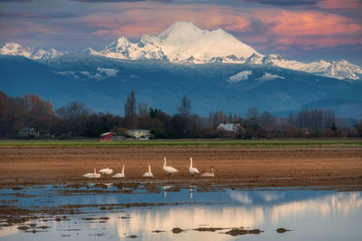 Skagit valley trumpeter swans. mt. baker in the background.