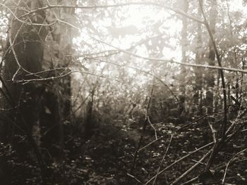 Close-up of trees in forest