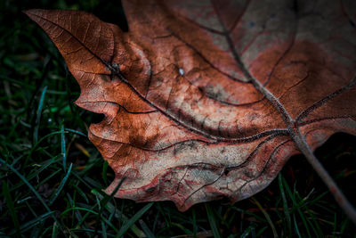 Close-up of dry maple leaf on land