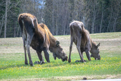 Horses in a field