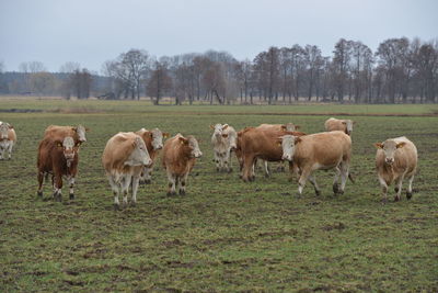 Horses in a field