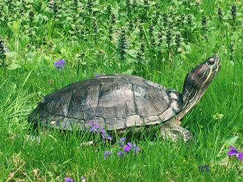 Close-up of tortoise on grass