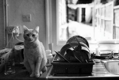 Portrait of cat