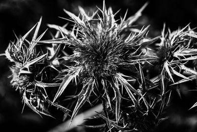 Close-up of wilted plant