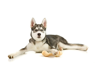 Close-up of a dog over white background