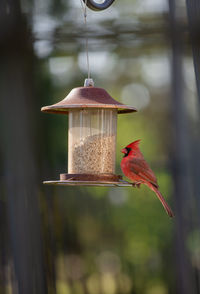 Close-up of bird perching on feeder