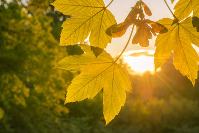 Close-up of leaves against bright sky during sunset