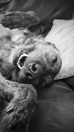 Close-up of dog lying on bed