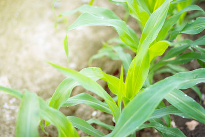 High angle view of plant growing on field