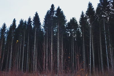 View of tall trees against clear sky