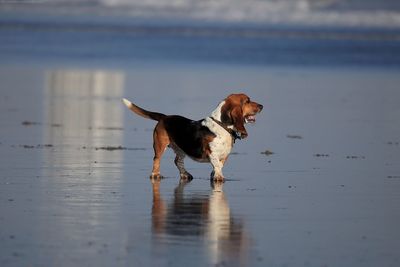 Dog wakling on beach