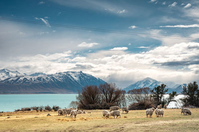 Scenic view of lake tekapo east bank. beautiful view driving along the lilybank road in lake tekapo.