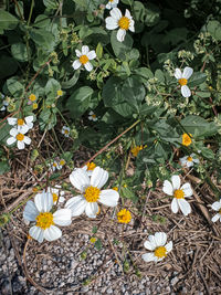 High angle view of white flowering plants