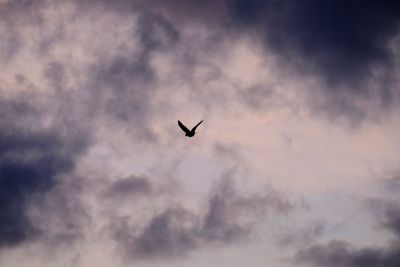 Low angle view of silhouette bird flying against sky