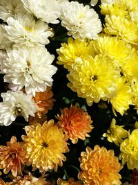 Full frame shot of yellow flower