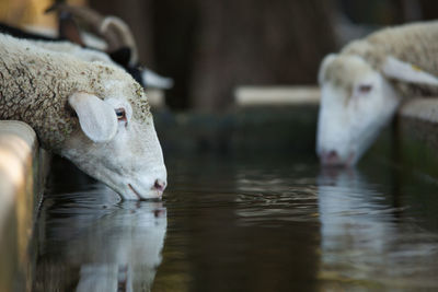 Close-up of sheeps drinking water at ranch