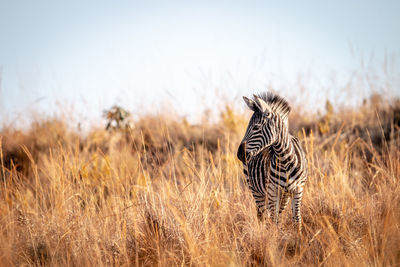 Zebra standing on land