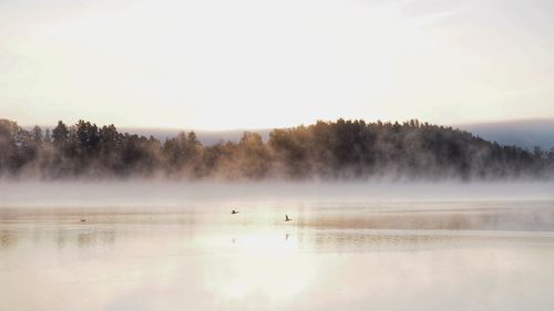 Scenic view of lake with trees in background