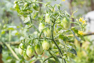 Close-up of berries growing on tree