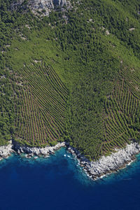 Vineyards on the coastline of the mljet island, adriatic sea, croatia