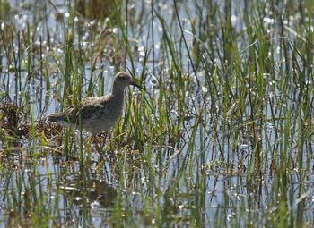 View of birds in lake