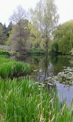 Scenic view of lake by trees against sky