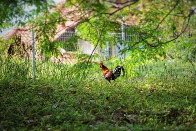 Bird perching on a field