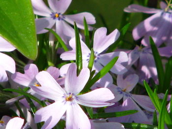 Close-up of iris blooming outdoors