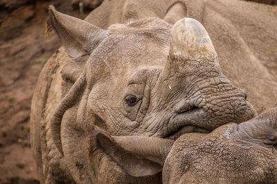 Close-up portrait of elephant