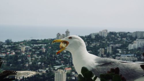 Close-up of seagull against cityscape