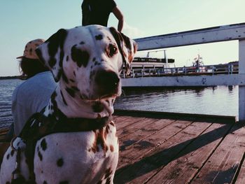 Dog looking away