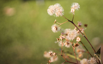 Close-up of cherry blossom