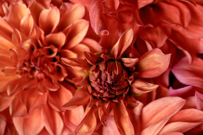 Full frame shot of red dahlia