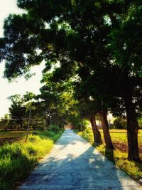 Empty road along trees