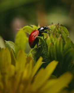 Close-up of insect on flower