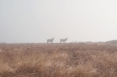 Flock of sheep in a field