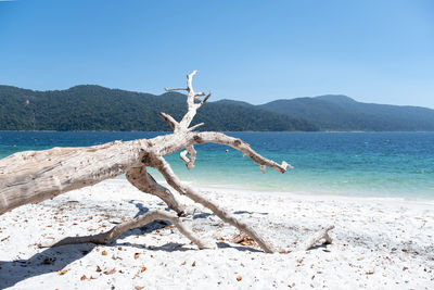 Driftwood on beach against clear blue sky