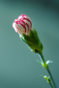 Macro photo of a blossoming carnation