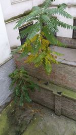 Plant growing on a wall