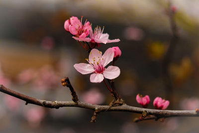 Close-up of pink cherry blossom