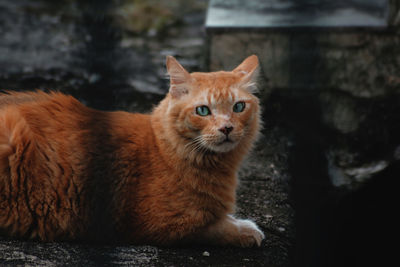 Portrait of cat sitting outdoors