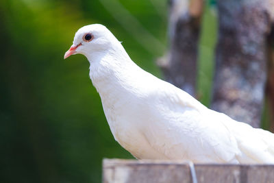 Close-up of pigeon perching